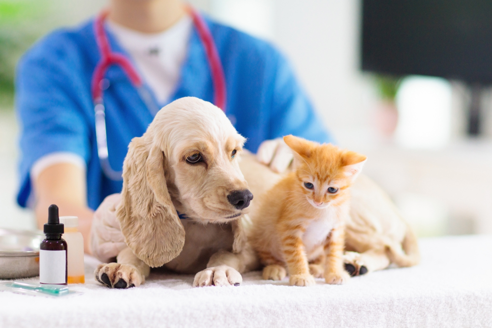 The Benefits of Taking Your Pet to a Vet Clinic Regularly